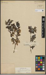 Foto von Salix arctica Pall.